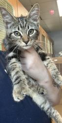 Shelter Stray Male Cat last seen Near Stonebridge Ct, Stone Mountain, GA 30083, 30083, GA, 3280 Chamblee Dunwoody Rd, Chamblee, GA 30341, USA
