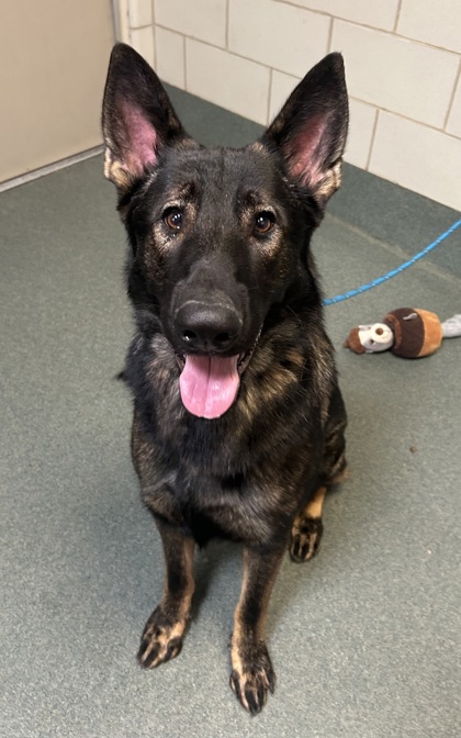 Shelter Stray Male Dog last seen Centreville, VA 20121, Ordway Rd & Compton Rd, Fairfax County, VA, 4500 West Ox Rd, Fairfax, VA 22030, USA