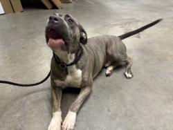 Shelter Stray Male Dog last seen Near LISA DR SW, Atlanta, GA, 1251 Fulton Industrial Blvd NW, Atlanta, GA 30336, USA