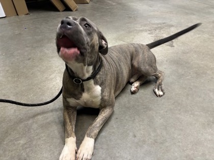 Shelter Stray Male Dog last seen Near LISA DR SW, Atlanta, GA, 1251 Fulton Industrial Blvd NW, Atlanta, GA 30336, USA