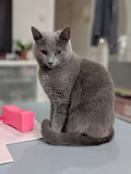 Lost Female Cat last seen Near Frances Street, York, England 