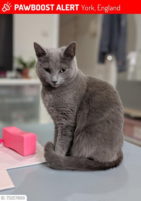 Lost Female Cat last seen Near Frances Street, York, England 