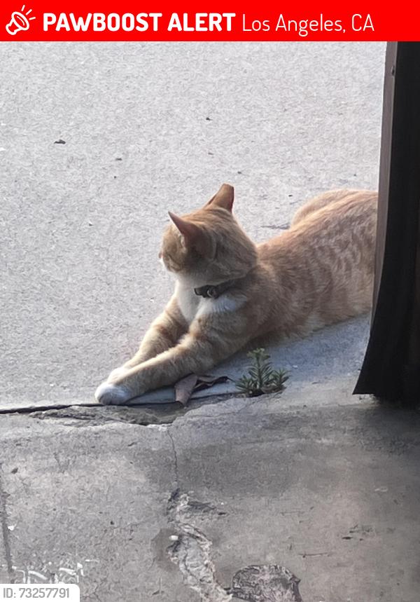 Lost Female Cat last seen Pico and Bronson, Los Angeles, CA 90019