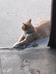 Lost Female Cat last seen Pico and Bronson, Los Angeles, CA 90019