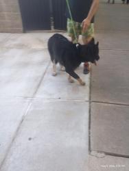 Lost Male Dog last seen 6th, Little Rock, AR 72206