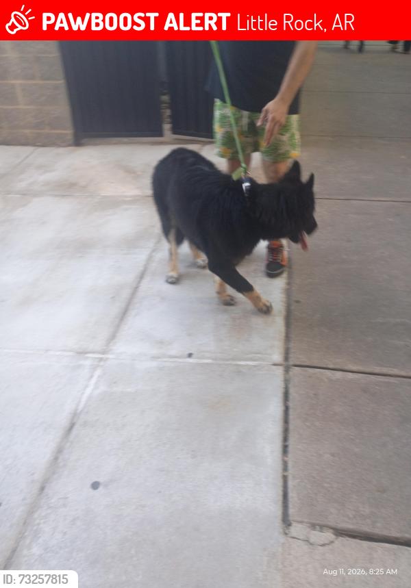 Lost Male Dog last seen 6th, Little Rock, AR 72206