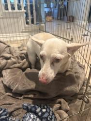 Reunited Female Dog last seen Branch crossing and Degas Park, The Woodlands, TX 77382