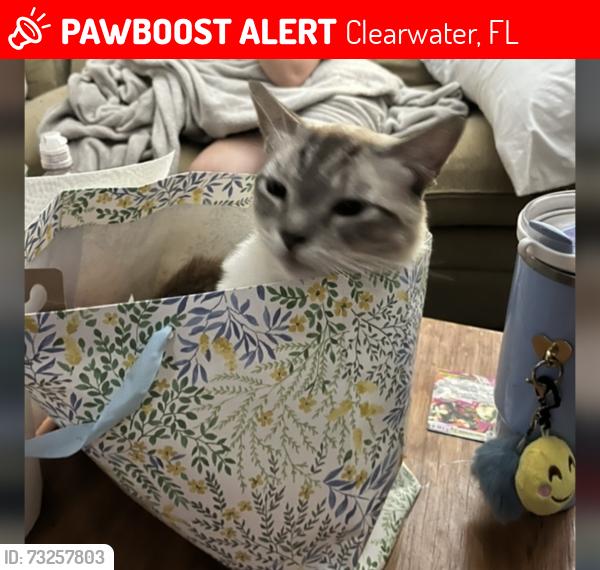 Lost Male Cat last seen Highland Acres Dr Clearwater 33761, Clearwater, FL 33761