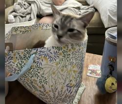 Lost Male Cat last seen Highland Acres Dr Clearwater 33761, Clearwater, FL 33761
