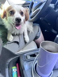 Found/Stray Male Dog last seen Catalpa Dr., Dallas, TX 75249