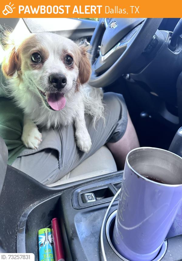 Found/Stray Male Dog last seen Catalpa Dr., Dallas, TX 75249