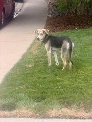 Found/Stray Female Dog last seen Derry drive and Saturn, Fort Collins, CO 80525