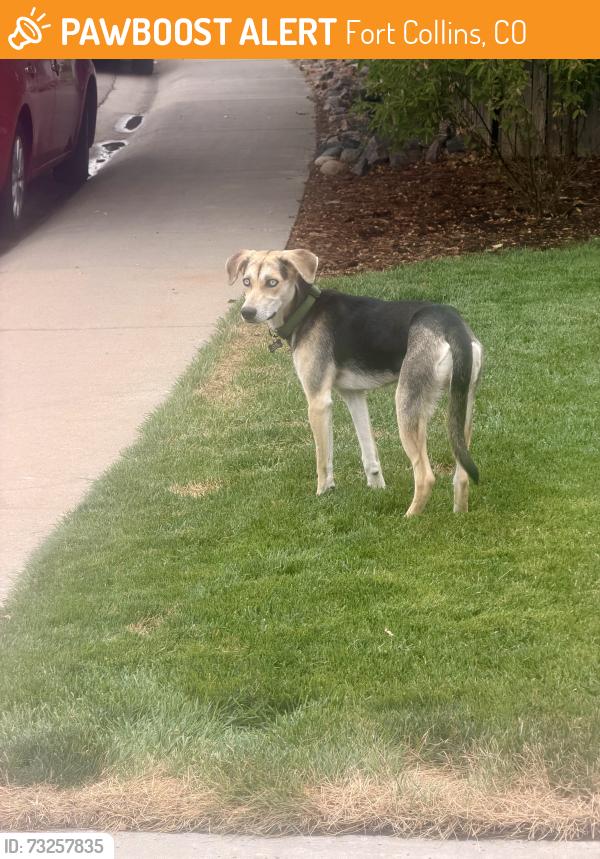 Found/Stray Female Dog last seen Derry drive and Saturn, Fort Collins, CO 80525