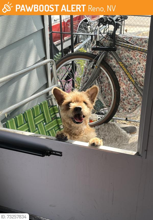 Found/Stray Male Dog last seen Locust and Cheney, Reno, NV 89501