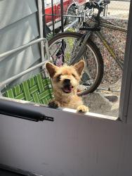 Found/Stray Male Dog last seen Locust and Cheney, Reno, NV 89501