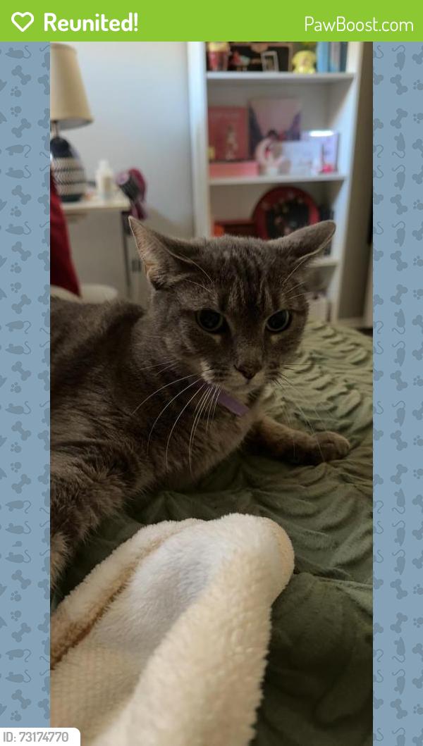 Reunited Female Cat last seen Thompson Elementary, Carrollton, TX 75007