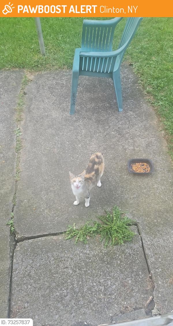 Found/Stray Female Cat last seen Near st rt 5 Clinton, Clinton, NY 13323