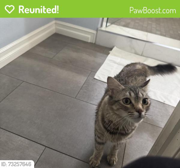 Reunited Female Cat last seen Verdugo, Glendale, CA 91208