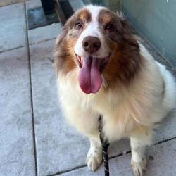 Shelter Stray Male Dog last seen Owner Surrender, OR, 1700 W Historic Columbia River Hwy, Troutdale, OR 97060, USA