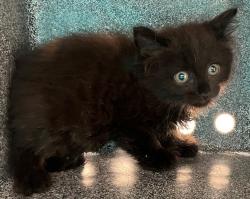Shelter Stray Male Cat last seen Flatlands Avenue, BROOKLYN, NY, 11234, 3139 Veterans Rd W, Staten Island, NY 10309, USA