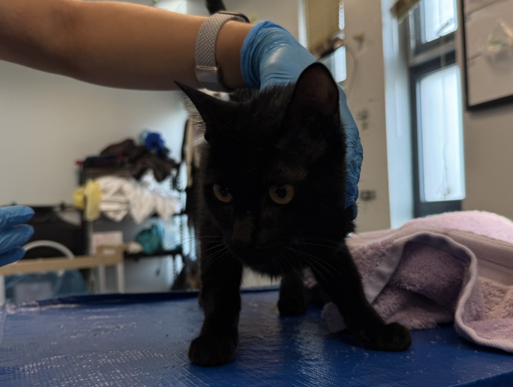 Shelter Stray Female Cat last seen E 14th Street, NEW YORK, NY, 10003, 326 E 110th St, New York, NY 10029, USA