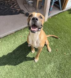 Found/Stray Male Dog last seen 16th and Winston Drive, Phoenix, AZ 85042
