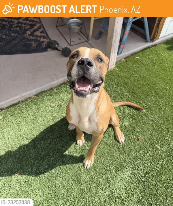 Found/Stray Male Dog last seen 16th and Winston Drive, Phoenix, AZ 85042