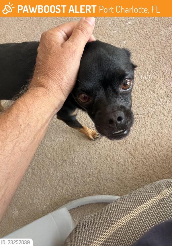 Found/Stray Male Dog last seen Felix st and Edgewater, Port Charlotte, FL 33948