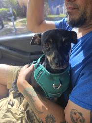 Found/Stray Female Dog last seen Pipers Meadow Street, San Antonio, TX 78251