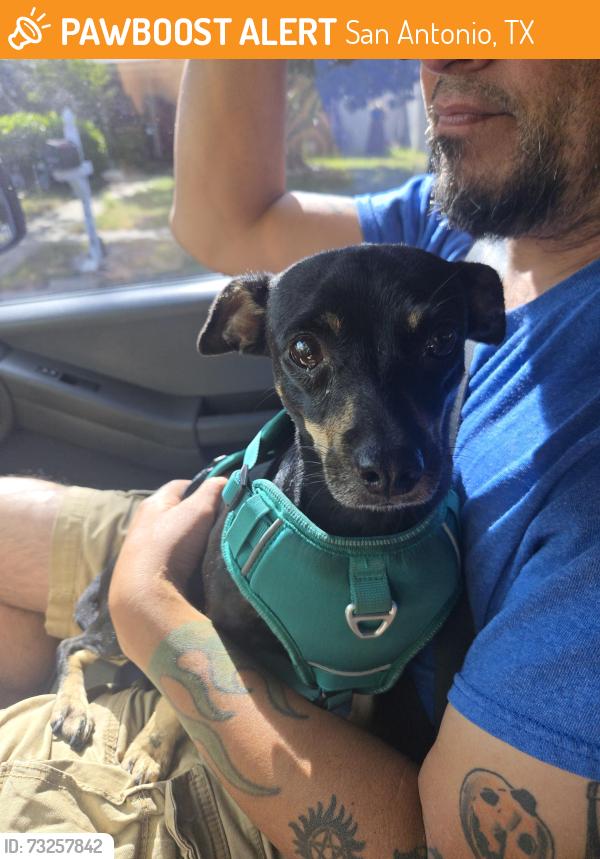 Found/Stray Female Dog last seen Pipers Meadow Street, San Antonio, TX 78251