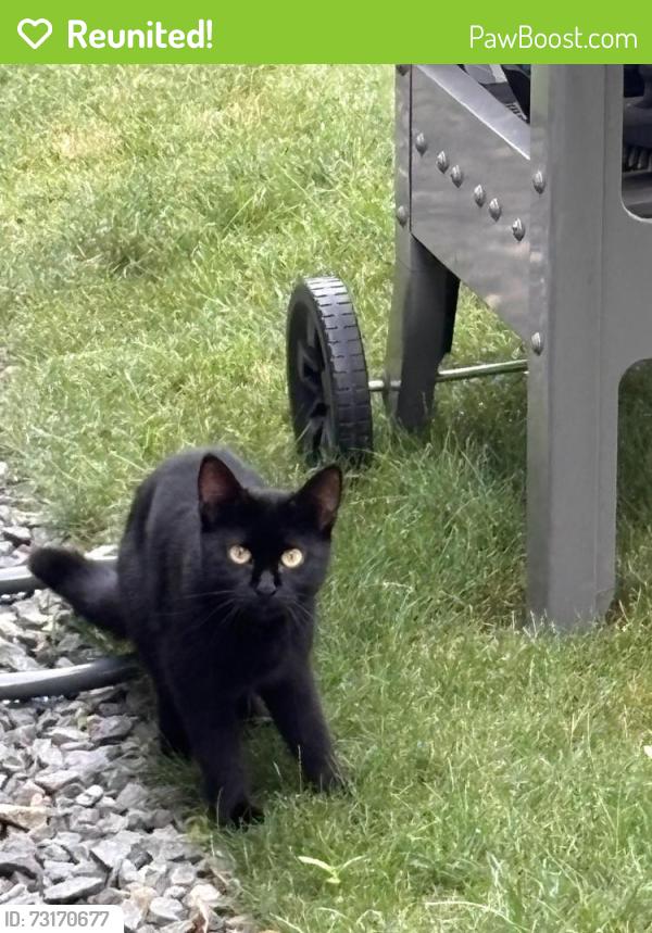 Reunited Unknown Cat last seen White Tail road, Eliot, ME 03903