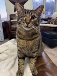 Lost Male Cat last seen Parkside Drive, Hayward, CA 94542