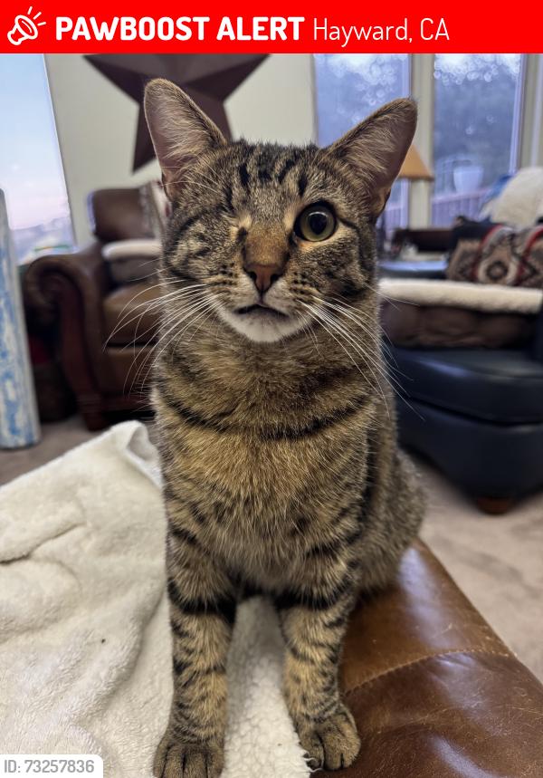 Lost Male Cat last seen Parkside Drive, Hayward, CA 94542