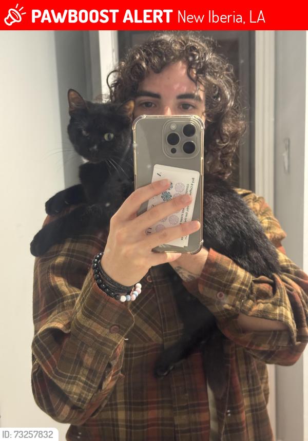 Lost Female Cat last seen Neighborhood right next to the sugar mill, New Iberia, LA 70563