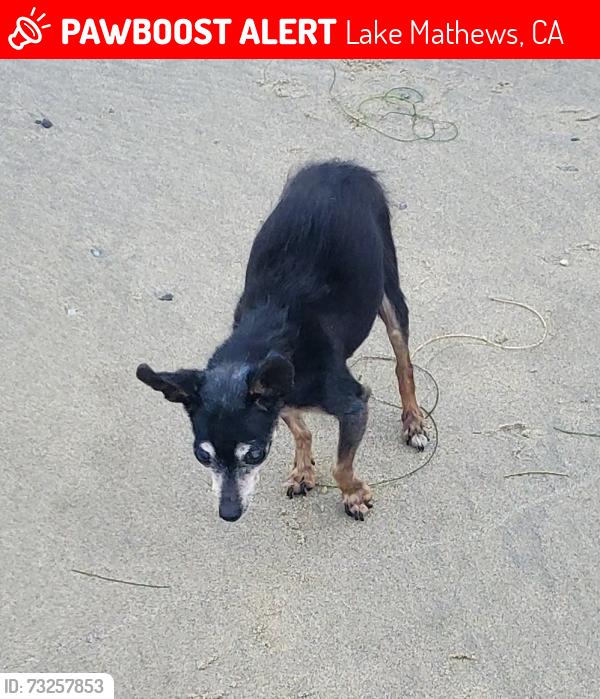 Lost Female Dog last seen Shady Side Lane and Owl Tree, Lake Mathews, CA 92504