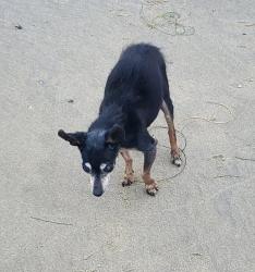 Lost Female Dog last seen Shady Side Lane and Owl Tree, Lake Mathews, CA 92504