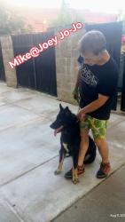 Lost Male Dog last seen Laquntia Broadway, Little Rock, AR 72203