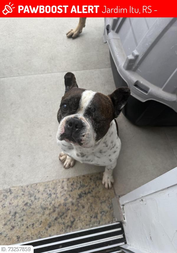 Lost Male Dog last seen Jardim Itu, Jardim Itu, RS 91220-450