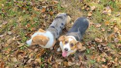 Reunited Female Dog last seen Seen by Jeff’s little store on Marion, Rochester, MN 55904