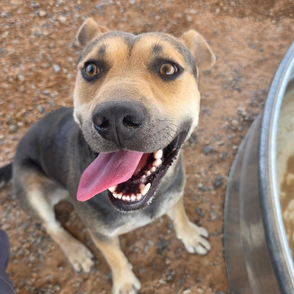 Shelter Stray Male Dog last seen , 1500 Idalia Rd NE, Bernalillo, NM 87004, USA