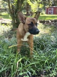 Found/Stray Female Dog last seen Cash saver, Memphis, TN 38114