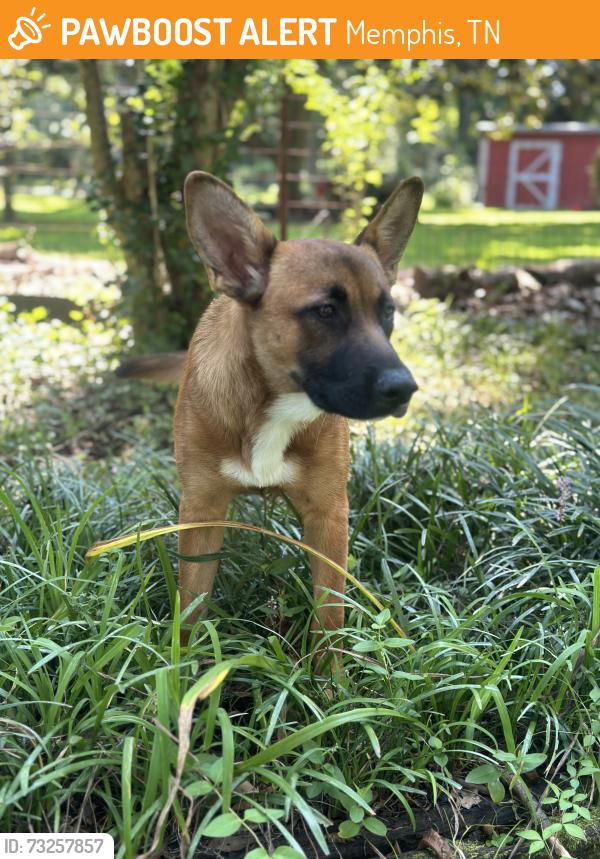 Found/Stray Female Dog last seen Cash saver, Memphis, TN 38114
