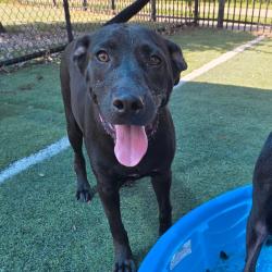 Shelter Stray Female Dog last seen , 2350 Appling City Cove, Memphis, TN 38133, USA