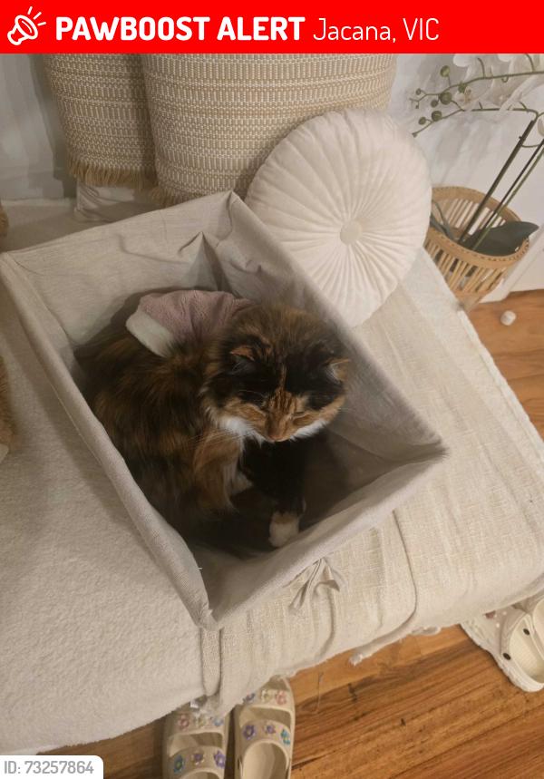 Lost Female Cat last seen Langton Street, Jacana, VIC 3047