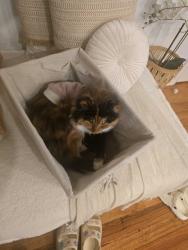 Lost Female Cat last seen Langton Street, Jacana, VIC 3047