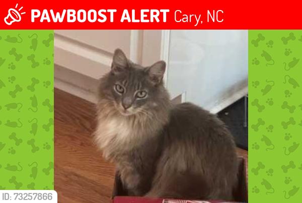 Lost Unknown Cat last seen Near Glenmore Road, Cary, NC 27519, Cary, NC 27519