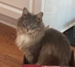 Lost Unknown Cat last seen Near Glenmore Road, Cary, NC 27519, Cary, NC 27519