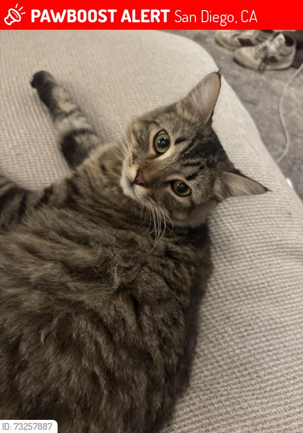 Lost Male Cat last seen Law st and jewell st, San Diego, CA 92109