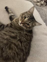 Lost Male Cat last seen Law st and jewell st, San Diego, CA 92109
