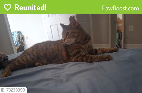 Reunited Female Cat last seen Springcress Terrace, Ashburn, VA 20148